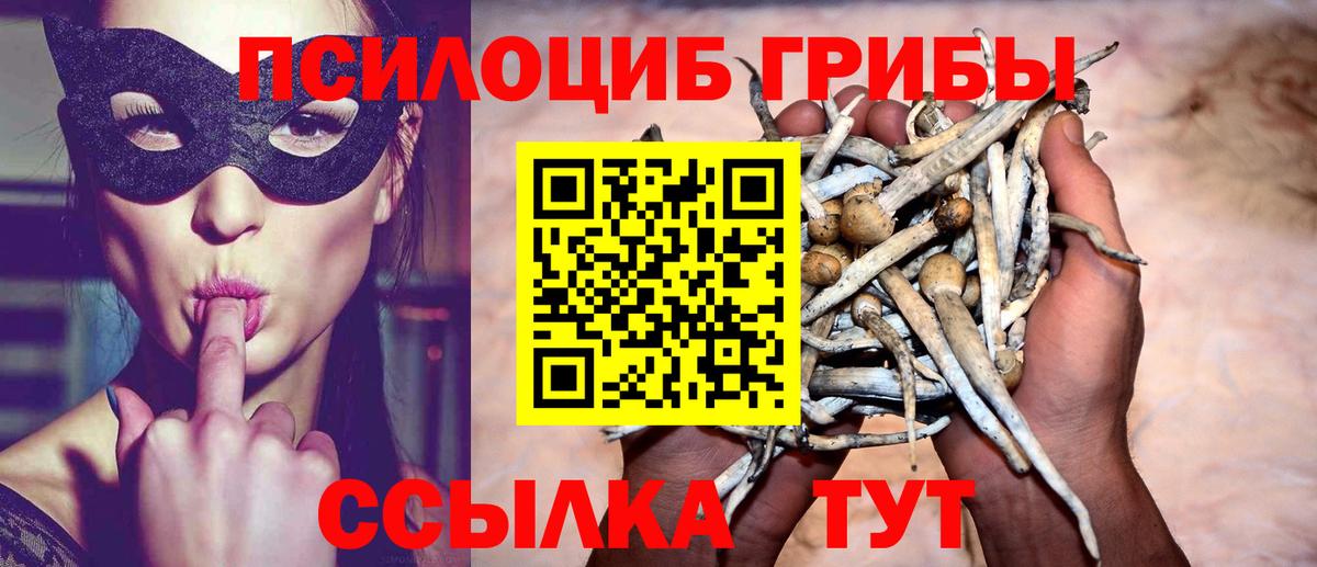 Галлюциногенные грибы Psilocybe  Вход с VPN  Находка 